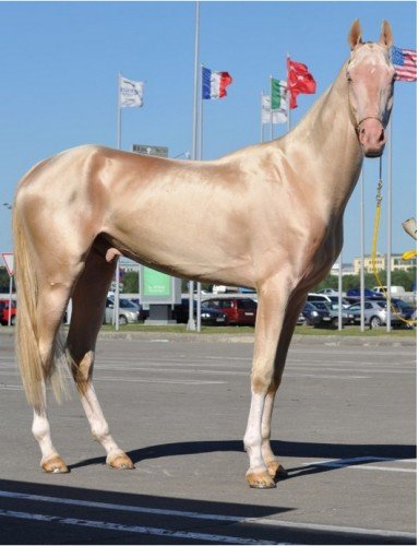5 28 - Cavalo que tem uma pelagem brilhante como ouro encanta o mundo todo
