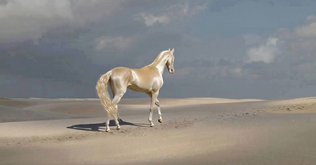 Cavalo que tem uma pelagem brilhante como ouro encanta o mundo todo
