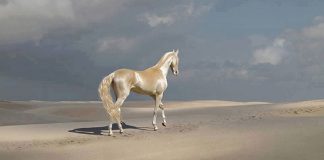 Cavalo que tem uma pelagem brilhante como ouro encanta o mundo todo