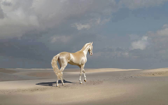 revistacarpediem.com - Cavalo que tem uma pelagem brilhante como ouro encanta o mundo todo