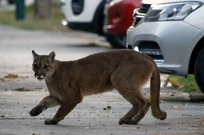 revistacarpediem.com - Animais aproveitam cidades em quarentena para conhecê-las e relaxarem