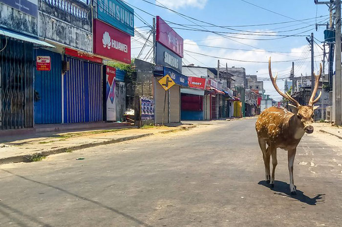 revistacarpediem.com - Animais aproveitam cidades em quarentena para conhecê-las e relaxarem