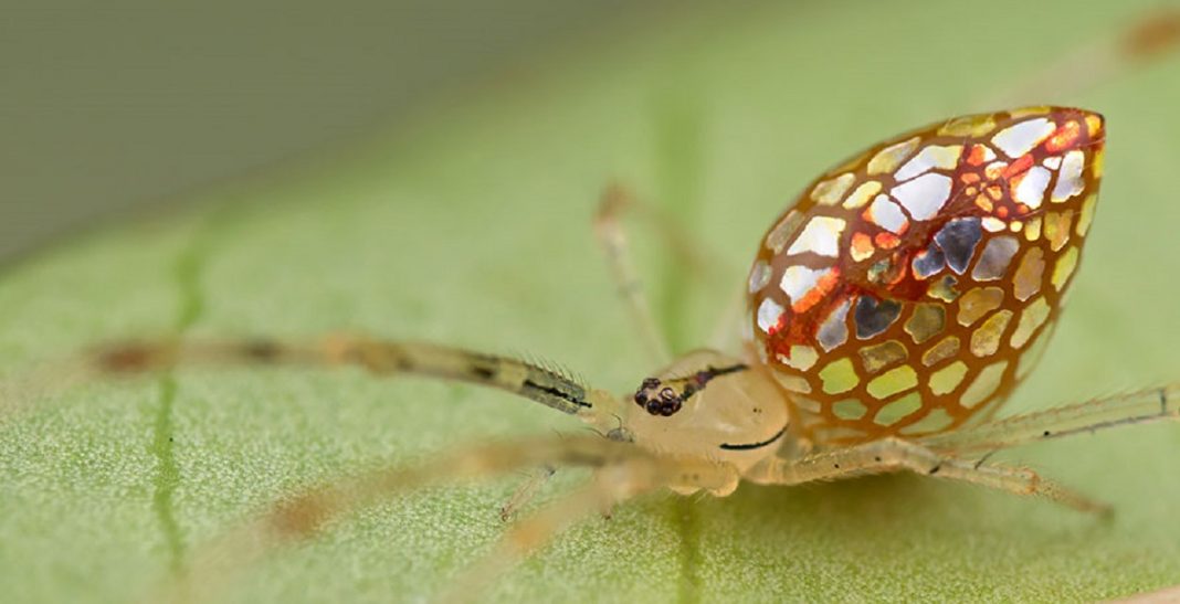 Essa fantástica aranha parece ser coberta de espelhos