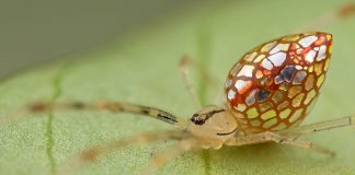 Essa fantástica aranha parece ser coberta de espelhos