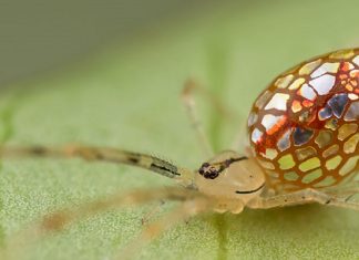 Essa fantástica aranha parece ser coberta de espelhos