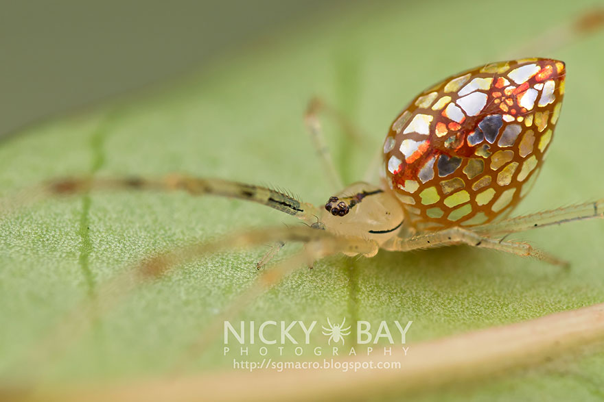 revistacarpediem.com - Essa fantástica aranha parece ser coberta de espelhos