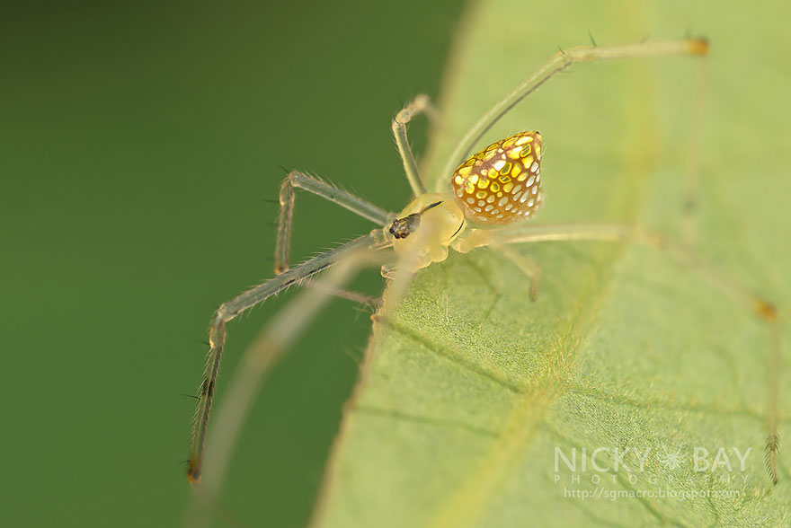 revistacarpediem.com - Essa fantástica aranha parece ser coberta de espelhos