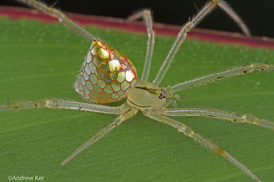 aranha3 - Essa fantástica aranha parece ser coberta de espelhos