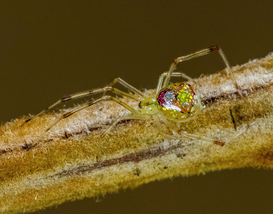 aranha4 - Essa fantástica aranha parece ser coberta de espelhos