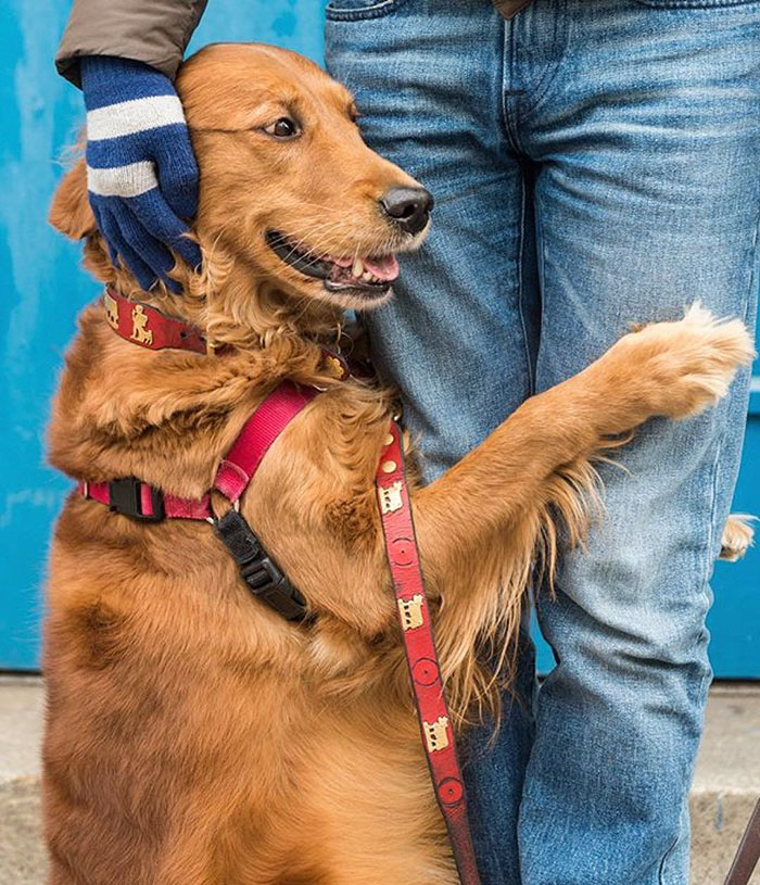 dog gives hugs louboutina retriever new york 10 - Este Retriever amou abraçar e está obcecado em abraços