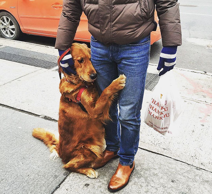 revistacarpediem.com - Este Retriever amou abraçar e está obcecado em abraços