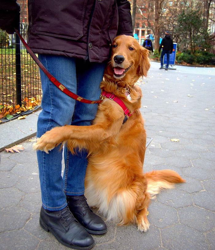 revistacarpediem.com - Este Retriever amou abraçar e está obcecado em abraços