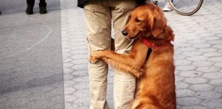 Este Retriever amou abraçar e está obcecado em abraços