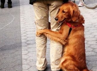 Este Retriever amou abraçar e está obcecado em abraços