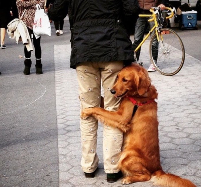 revistacarpediem.com - Este Retriever amou abraçar e está obcecado em abraços