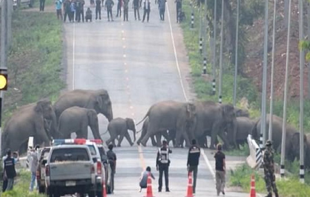 Parada obrigatória! 50 elefantes bloqueiam tráfego para atravessar estrada na Tailândia