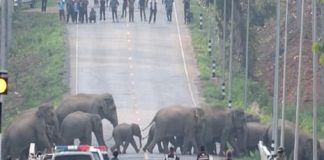 Parada obrigatória! 50 elefantes bloqueiam tráfego para atravessar estrada na Tailândia