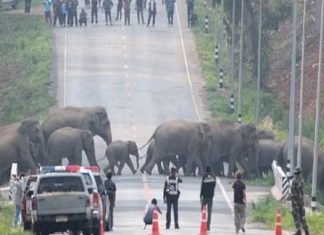 Parada obrigatória! 50 elefantes bloqueiam tráfego para atravessar estrada na Tailândia