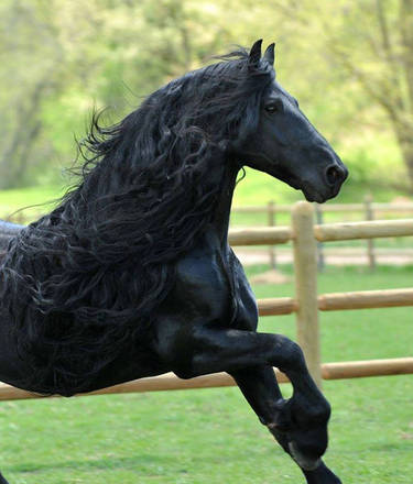 revistacarpediem.com - O cavalo mais bonito do mundo chamou a atenção de todos nas redes sociais