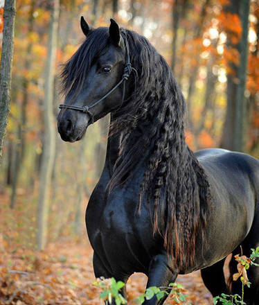 revistacarpediem.com - O cavalo mais bonito do mundo chamou a atenção de todos nas redes sociais