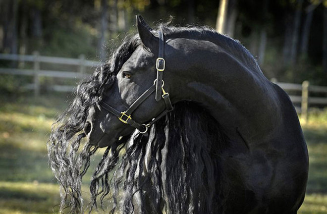 hypeness 16042020185806522 - O cavalo mais bonito do mundo chamou a atenção de todos nas redes sociais