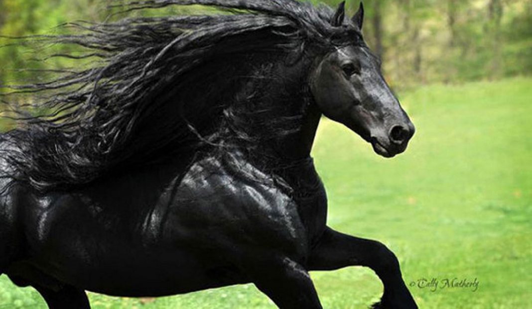 O cavalo mais bonito do mundo chamou a atenção de todos nas redes sociais