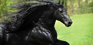 O cavalo mais bonito do mundo chamou a atenção de todos nas redes sociais