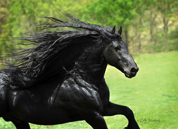 hypeness 16042020185807273 - O cavalo mais bonito do mundo chamou a atenção de todos nas redes sociais