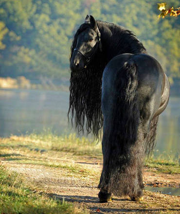 hypeness 16042020185807703 - O cavalo mais bonito do mundo chamou a atenção de todos nas redes sociais