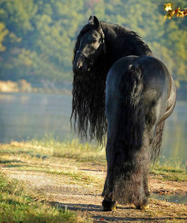 revistacarpediem.com - O cavalo mais bonito do mundo chamou a atenção de todos nas redes sociais