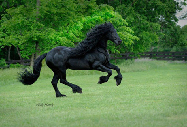hypeness 16042020185808230 - O cavalo mais bonito do mundo chamou a atenção de todos nas redes sociais