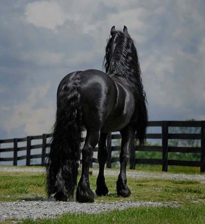 hypeness 16042020185808651 - O cavalo mais bonito do mundo chamou a atenção de todos nas redes sociais