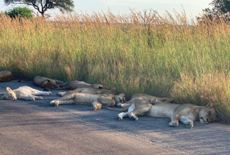 revistacarpediem.com - Leões tiram soneca em estrada deserta por conta do confinamento em plena luz do dia