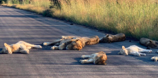 Leões tiram soneca em estrada deserta por conta do confinamento em plena luz do dia