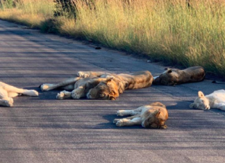 Leões tiram soneca em estrada deserta por conta do confinamento em plena luz do dia