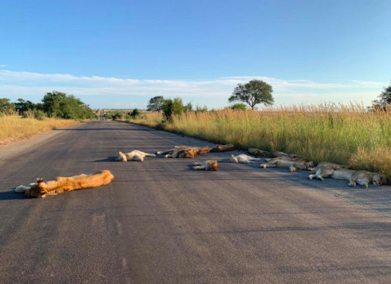 revistacarpediem.com - Leões tiram soneca em estrada deserta por conta do confinamento em plena luz do dia