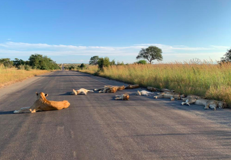 revistacarpediem.com - Leões tiram soneca em estrada deserta por conta do confinamento em plena luz do dia