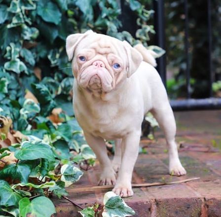 revistacarpediem.com - Esse é o Milkshake, um pug albino com olhos azuis e pelo rosa que viralizou pela internet