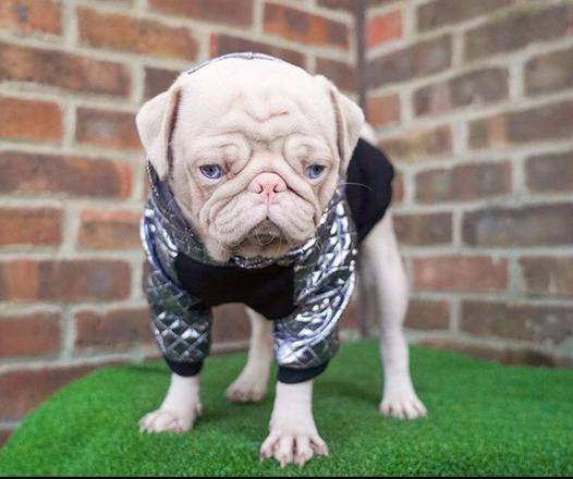 revistacarpediem.com - Esse é o Milkshake, um pug albino com olhos azuis e pelo rosa que viralizou pela internet