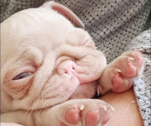 revistacarpediem.com - Esse é o Milkshake, um pug albino com olhos azuis e pelo rosa que viralizou pela internet