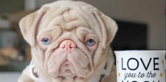 Esse é o Milkshake, um pug albino com olhos azuis e pelo rosa que viralizou pela internet