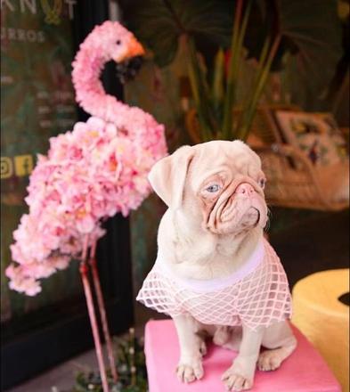 revistacarpediem.com - Esse é o Milkshake, um pug albino com olhos azuis e pelo rosa que viralizou pela internet