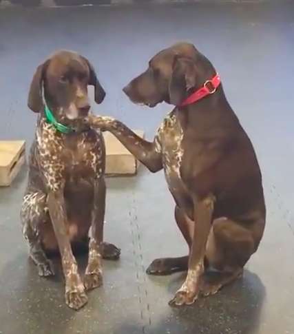 revistacarpediem.com - Cachorro insiste em acariciar todos os cães em sua creche