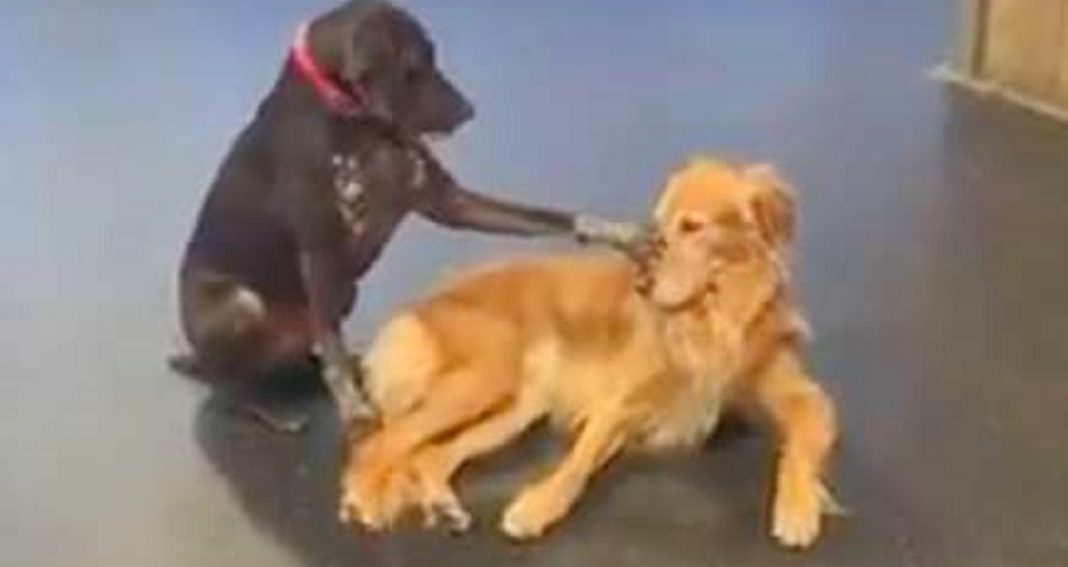 Cachorro insiste em acariciar todos os cães em sua creche