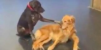 Cachorro insiste em acariciar todos os cães em sua creche