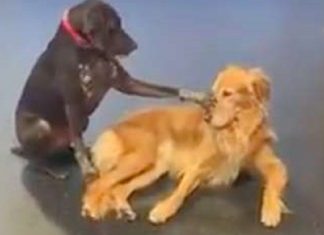 Cachorro insiste em acariciar todos os cães em sua creche