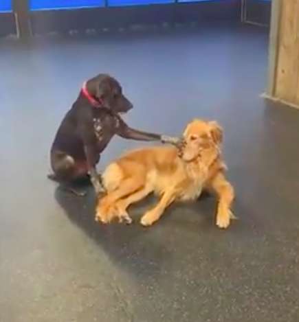 revistacarpediem.com - Cachorro insiste em acariciar todos os cães em sua creche