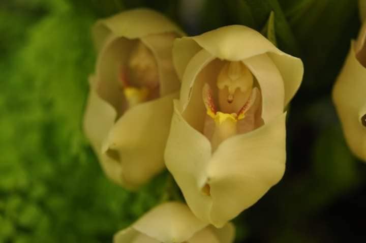 revistacarpediem.com - Flores que parecem ter 'bebês dentro' são fantásticas obras da natureza