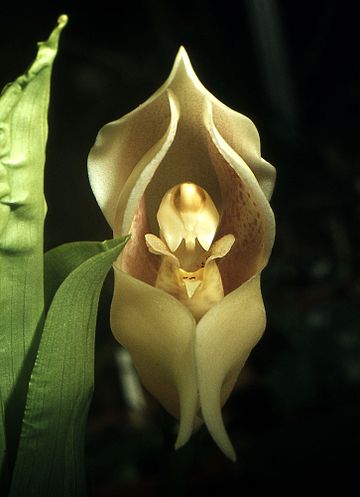 revistacarpediem.com - Flores que parecem ter 'bebês dentro' são fantásticas obras da natureza