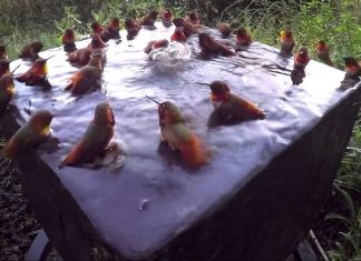 Uma câmera escondida conseguiu gravar 30 beija-flores banhando e se divertindo